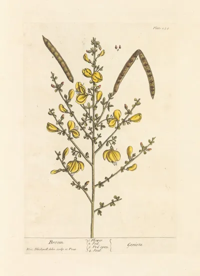 Broom 2