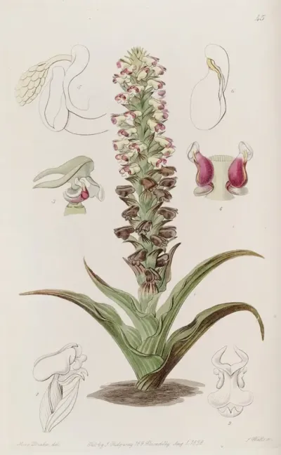 Broomrape Corycium