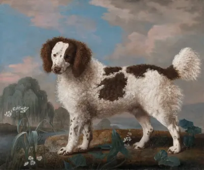 Brown And White Norfolk Or Water Spaniel