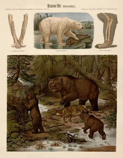 Brown Bear Ursus Arctos