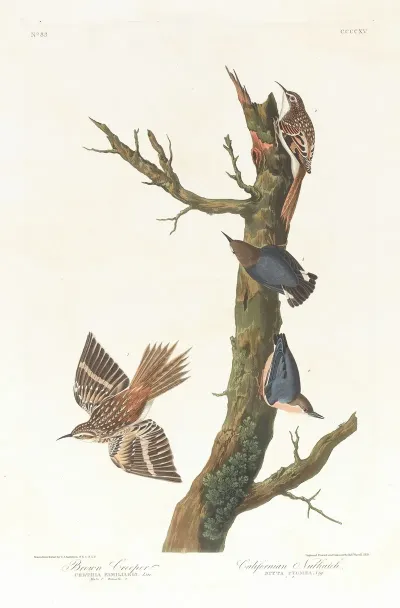 Brown Creeper Californian Nuthatch