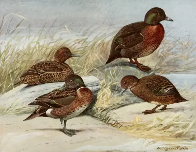 Brown Duck Auckland Island Duck