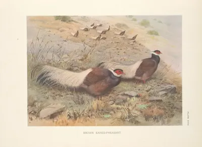Brown Eared Pheasant Crossoptilon Mantchuricum