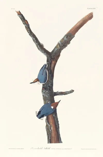 Brown Headed Nuthatch