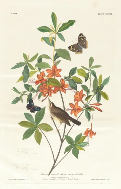 Brown Headed Worm Eating Warbler
