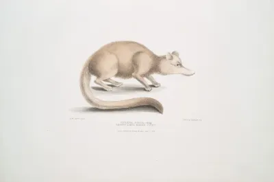 Brown Long Nosed Civet Viverra Fusca