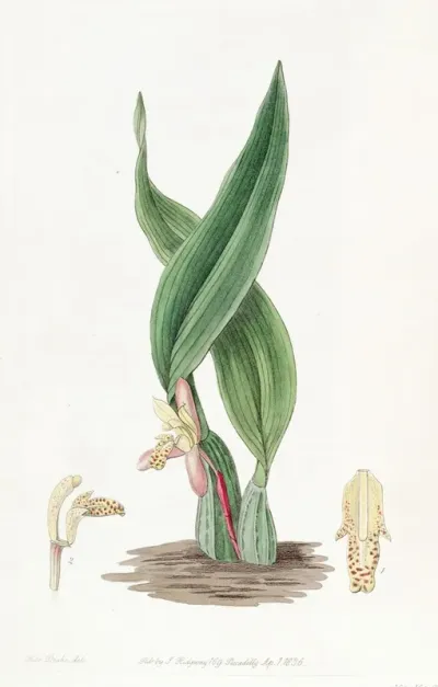 Brownish Maxillaria