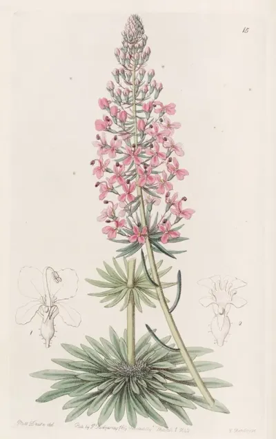 Browns Stylewort