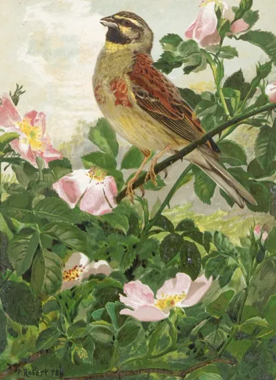 Bruant Zizi