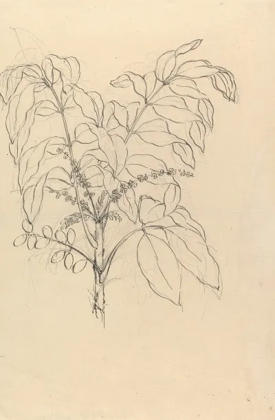 Brucea Antidysenterica 2
