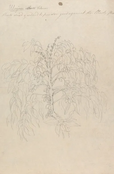 Brucea Antidysenterica
