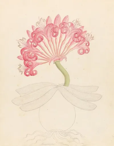Brunswigia Ammocharis Coranica