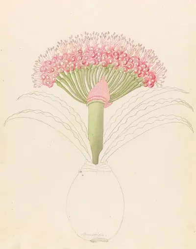 Brunswigia Brunsvigia Grandiflora