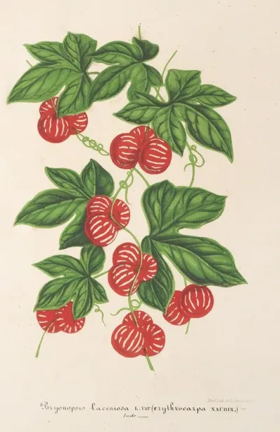 Bryonopsis Laciniata Var Erythrocarpa