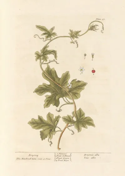 Bryony 2