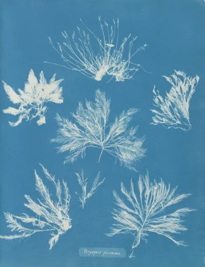 Bryopsis Plumosa