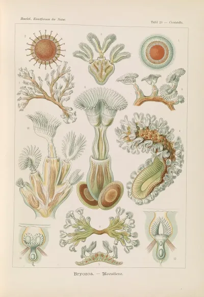 Bryozoa Moostiere