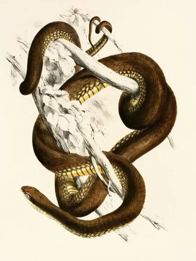 Bucephalus Capensis