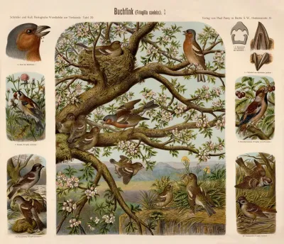 Buchfink Fringilla Coelebs