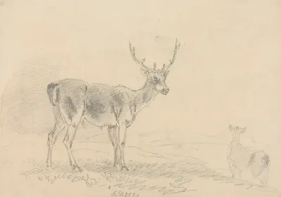 Buck And Doe