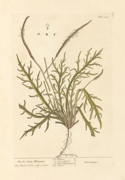 Bucks Horn Plantain