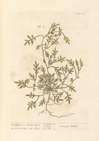 Buckshorn Or Swines Cresses