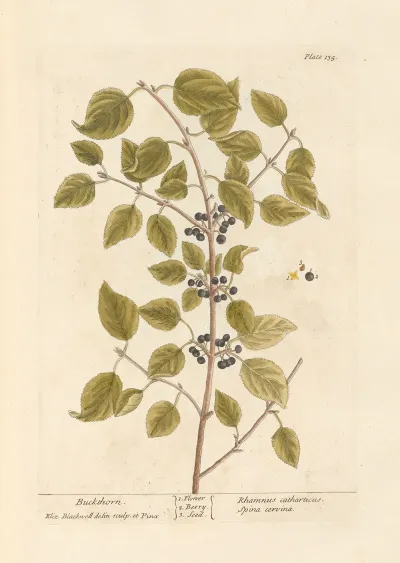 Buckthorn