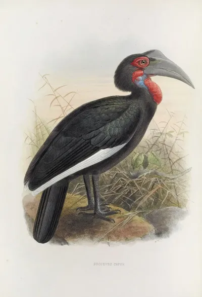 Bucorvus Cafer