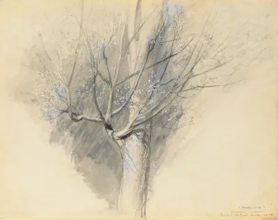 Budding Sycamore