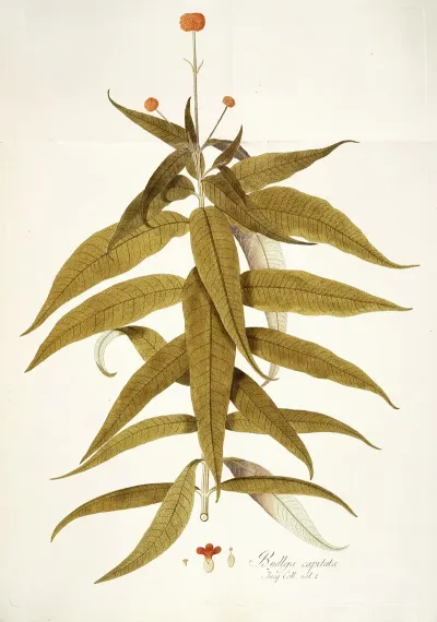Budlea Capitata