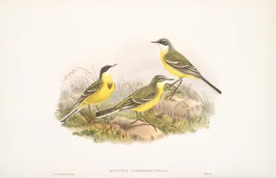 Budytes Cinereocapilla Grey Capped Wagtail