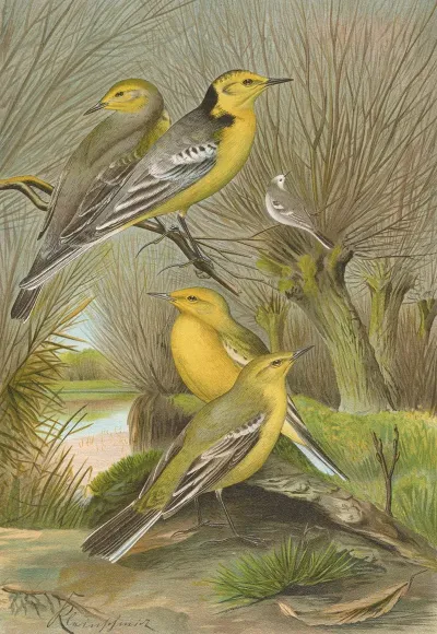 Budytes Citreolus Budytes Campestris