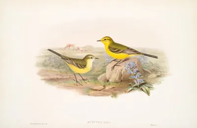 Budytes Rayi Yellow Wagtail