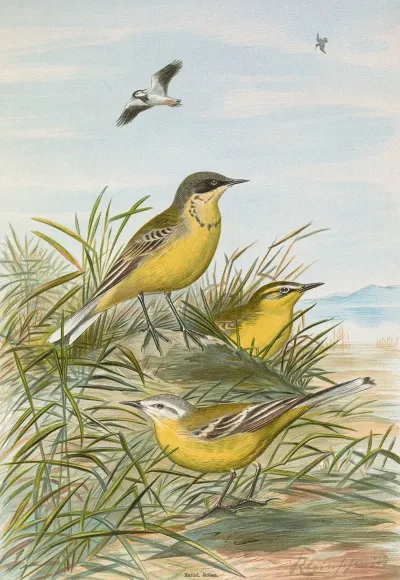 Budytes Taivanus Swinhoe Budytes Flavus Beema Sykes Budytes Flavus Borealis Sundevall