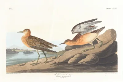 Buff Breasted Sandpiper