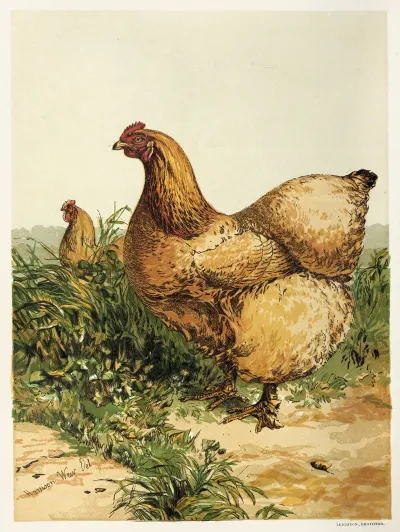 Buff Cochin Hen