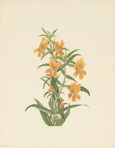 Buff Monkeyflower Diplacus Longiflorus 3
