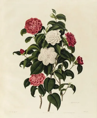 Buff Or Humes Blush Camellia Myrtle Leaved Camellia