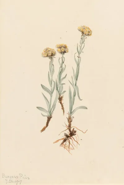 Buff Pussytoes Antennaria Luzuloides 2