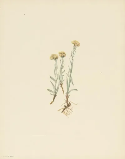 Buff Pussytoes Antennaria Luzuloides 3