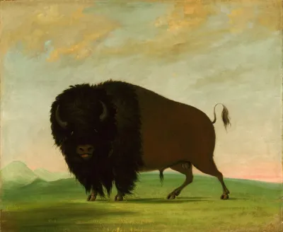 Buffalo Bull Grazing On The Prairie