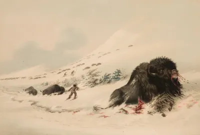 Buffalo Bull In Snow Drift