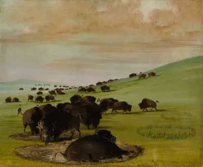 Buffalo Bulls In A Wallow