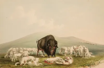 Buffalo Hunt White Wolves Attacking A Buffalo Bull