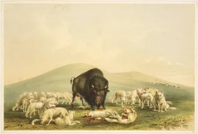 Buffalo Hunt White Wolves Attacking Buffalo Bull