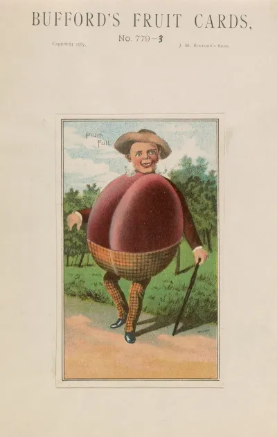 Buffords Fruit Cards No 779 3 Plum