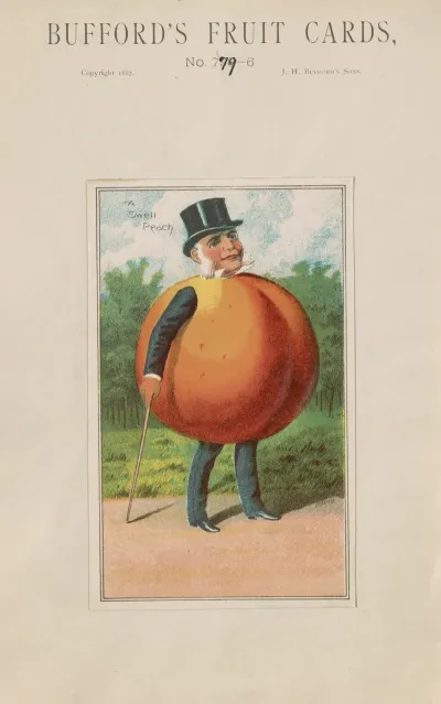 Buffords Fruit Cards No 779 6 Peach