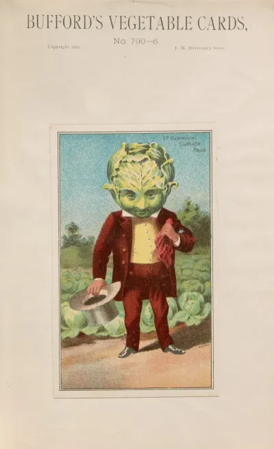 Buffords Vegetable Cards No 790 6 Cabbage