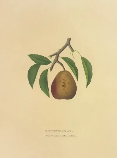 Buffum Pear