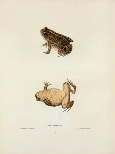 Bufo Americanus 2
